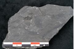 Foto (Detailansicht) von Odontopteris minor Brongniart (NHMW-GEO-2024-0188-10717)